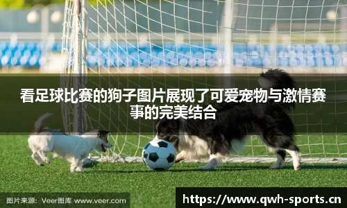 看足球比赛的狗子图片展现了可爱宠物与激情赛事的完美结合